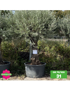 Parc d'oliviers 70 - 100 ans ramifiés Hauteur 200 cm - Promofleur