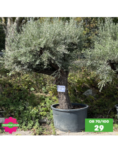 Parc d'oliviers 70 - 100 ans ramifiés Hauteur 200 cm - Promofleur