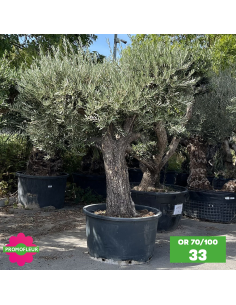 Parc d'oliviers 70 - 100 ans ramifiés Hauteur 200 cm - Promofleur