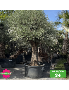 Parc d'oliviers 70 - 100 ans ramifiés Hauteur 200 cm - Promofleur