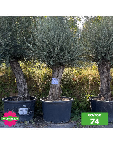 Olivier Centenaire 80 - 100 ans - Promofleur - Choix 74