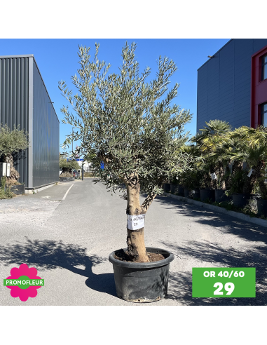 Olivier 40 - 60 ans ramifié Hauteur 175/200 cm - Promofleur (OR-40/60 - 29)