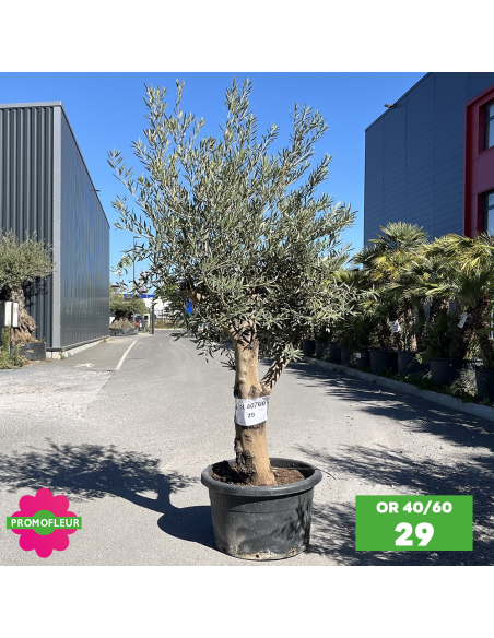 Olivier 40 - 60 ans ramifié Hauteur 175/200 cm - Promofleur (OR-40/60 - 29)