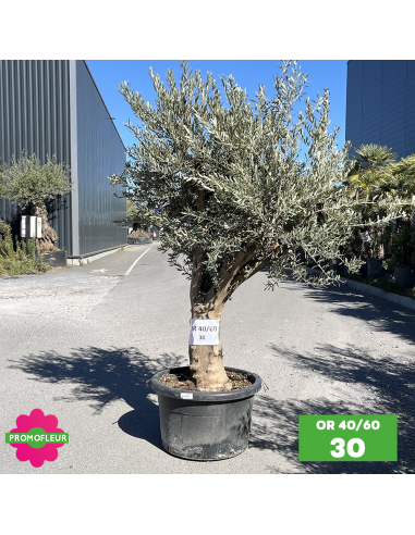 Olivier 40 - 60 ans ramifié Hauteur 175/200 cm - Promofleur (OR-40/60 - 30)