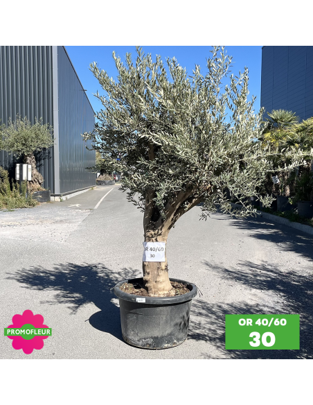 Olivier 40 - 60 ans ramifié Hauteur 175/200 cm - Promofleur (OR-40/60 - 30)