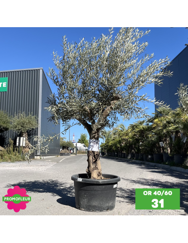 Olivier 40 - 60 ans ramifié Hauteur 175/200 cm - Promofleur (OR-40/60 - 31)