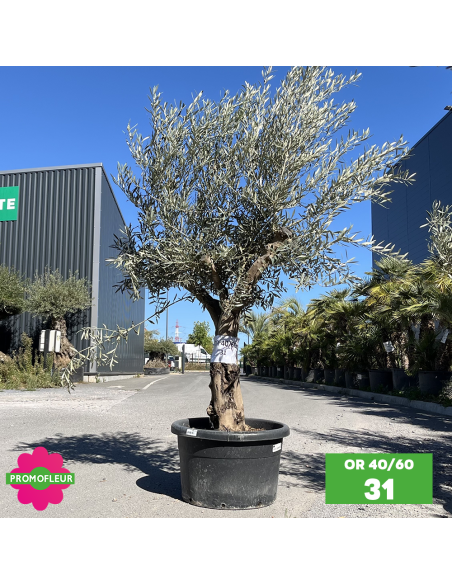 Olivier 40 - 60 ans ramifié Hauteur 175/200 cm - Promofleur (OR-40/60 - 31)