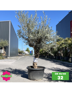 Parc d'oliviers 40 - 60 ans ramifiés Hauteur 200 cm - Promofleur