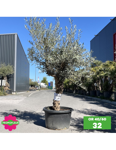 Olivier 40 - 60 ans ramifié Hauteur 175/200 cm - Promofleur (OR-40/60 - 32)