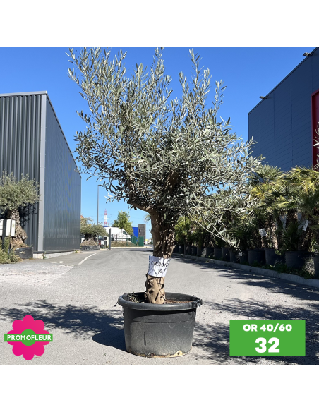 Olivier 40 - 60 ans ramifié Hauteur 175/200 cm - Promofleur (OR-40/60 - 32)