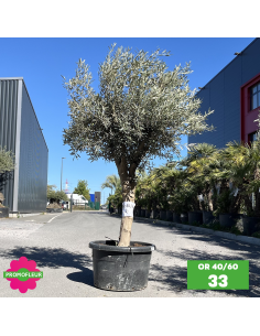 Parc d'oliviers 40 - 60 ans ramifiés Hauteur 200 cm - Promofleur