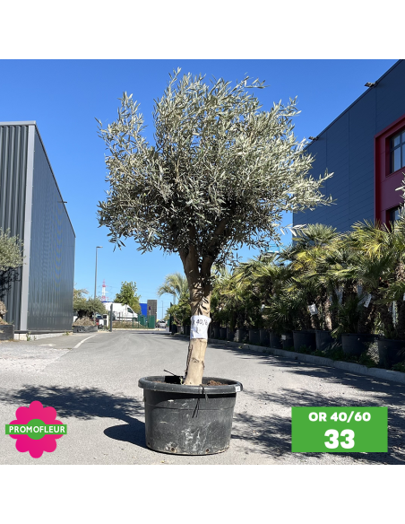Olivier 40 - 60 ans ramifié Hauteur 175/200 cm - Promofleur (OR-40/60 - 33)