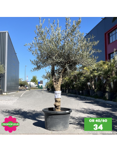 Parc d'oliviers 40 - 60 ans ramifiés Hauteur 200 cm - Promofleur