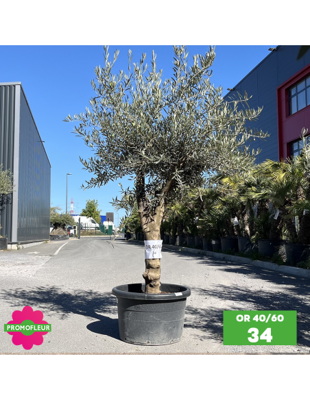 Olivier 40 - 60 ans ramifié Hauteur 175/200 cm - Promofleur (OR-40/60 - 34)