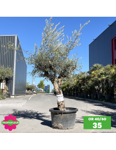 Parc d'oliviers 40 - 60 ans ramifiés Hauteur 200 cm - Promofleur