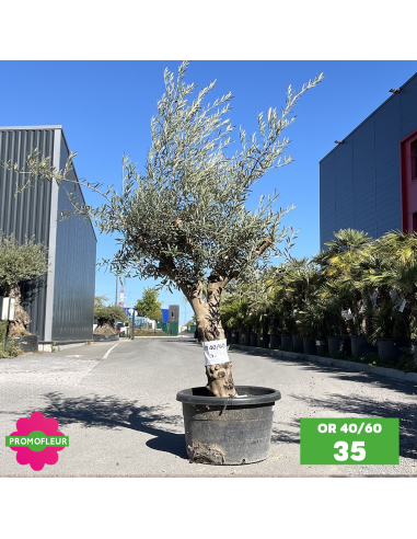 Olivier 40 - 60 ans ramifié Hauteur 175/200 cm - Promofleur (OR-40/60 - 35)