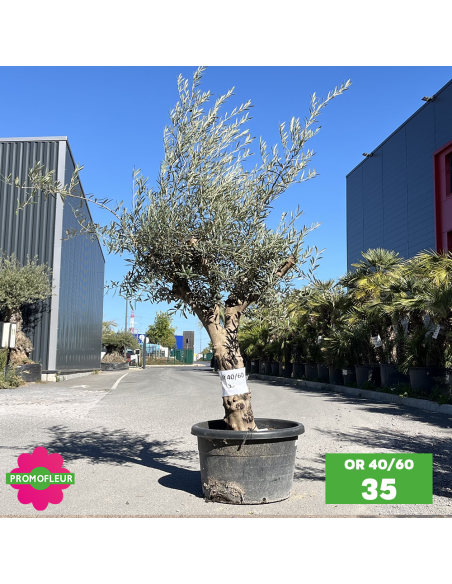 Olivier 40 - 60 ans ramifié Hauteur 175/200 cm - Promofleur (OR-40/60 - 35)