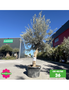Parc d'oliviers 40 - 60 ans ramifiés Hauteur 200 cm - Promofleur