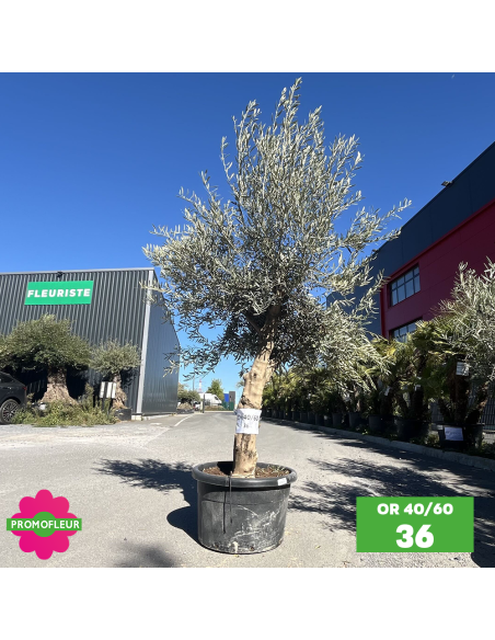 Olivier 40 - 60 ans ramifié Hauteur 175/200 cm - Promofleur (OR-40/60 - 36)