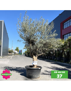 Parc d'oliviers 40 - 60 ans ramifiés Hauteur 200 cm - Promofleur