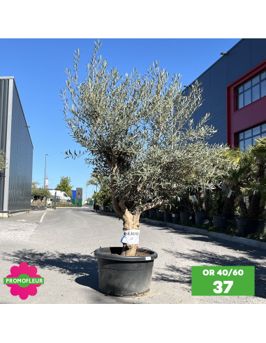 Olivier 40 - 60 ans ramifié Hauteur 175/200 cm - Promofleur (OR-40/60 - 37)