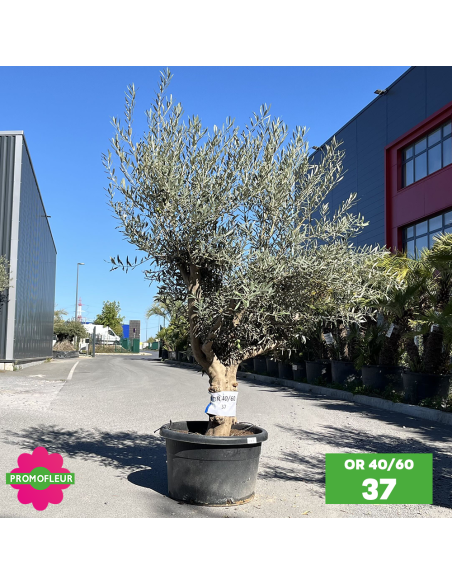 Olivier 40 - 60 ans ramifié Hauteur 175/200 cm - Promofleur (OR-40/60 - 37)