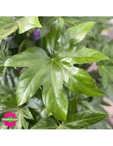 Zoom Feuillage du Fatsia Japonica - Fatsia du Japon - Promofleur