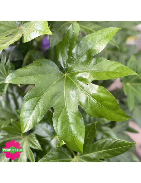 Zoom Feuillage du Fatsia Japonica - Fatsia du Japon - Promofleur
