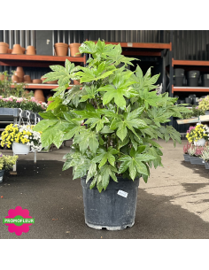Fatsia Japonica - Fatsia du Japon - Hauteur 80/100 cm - Promofleur