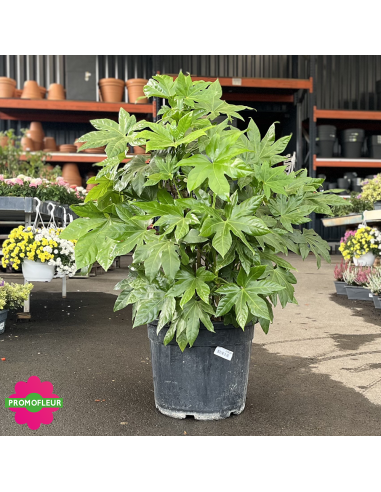 Fatsia Japonica - Fatsia du Japon - Hauteur 80/100 cm - Promofleur