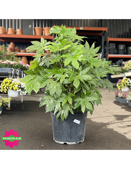 Fatsia Japonica - Fatsia du Japon - Hauteur 80/100 cm - Promofleur