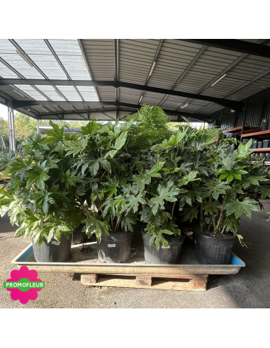Emplacement Fatsia Japonica - Fatsia du Japon - Promofleur