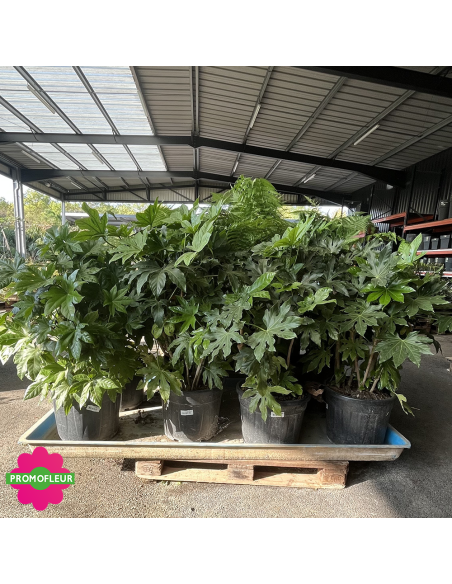 Emplacement Fatsia Japonica - Fatsia du Japon - Promofleur