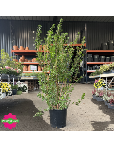 Myrtus communis - Hauteur 120 cm - Promofleur