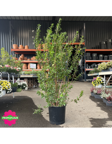 Myrtus communis - Hauteur 120 cm - Promofleur