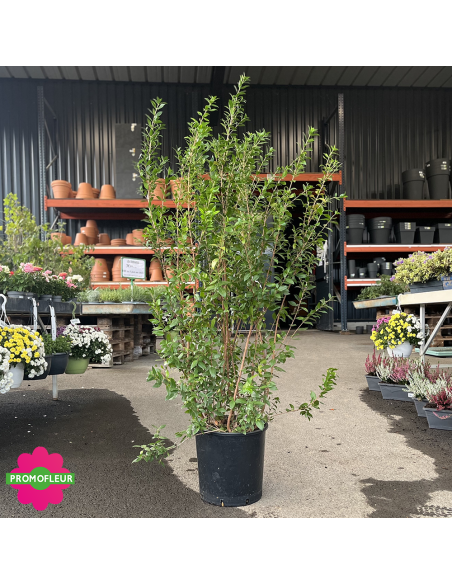 Myrtus communis - Hauteur 120 cm - Promofleur