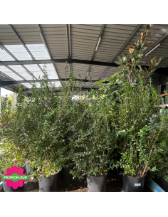 Myrtus communis - Hauteur 120 cm - Promofleur 2