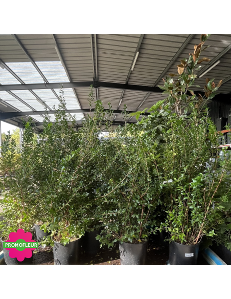 Emplacement Myrtus communis - Hauteur 120 cm - Promofleur