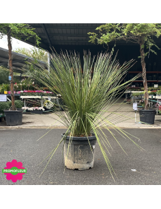 Dasylirion longissimum Hauteur 70 cm - Promofleur