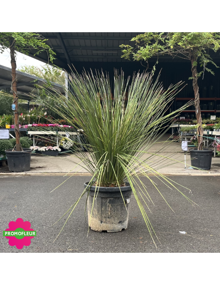 Dasylirion longissimum Hauteur 70 cm - Promofleur