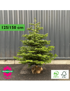 Sapin de Noël coupé Nordmann 80/100 cm (Ruban Jaune) - Promofleur Champagne-sur-Oise)