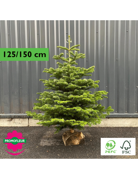 Sapin de Noël coupé Nordmann 125/150 cm (Ruban Vert) avec buche - Promofleur Champagne-sur-Oise)