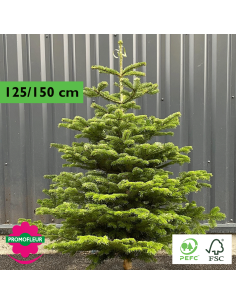 Sapin de Noël coupé Nordmann 80/100 cm (Ruban Jaune) - Promofleur Champagne-sur-Oise)