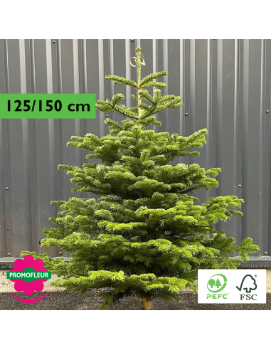 Sapin de Noël coupé Nordmann 125/150 cm (Ruban Vert) - Promofleur Champagne-sur-Oise)