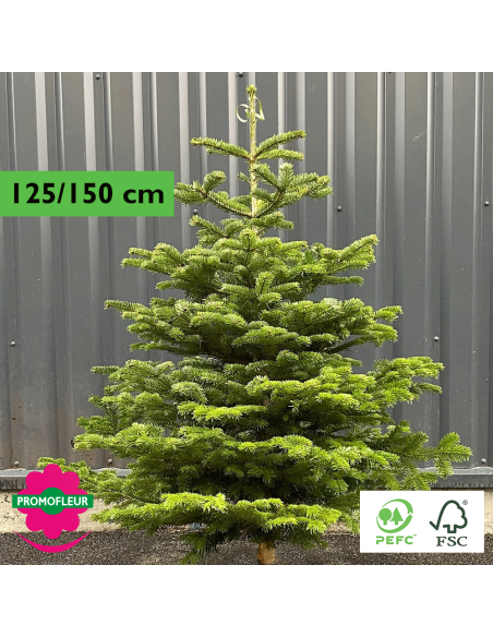 Sapin de Noël coupé Nordmann 125/150 cm (Ruban Vert) - Promofleur Champagne-sur-Oise)