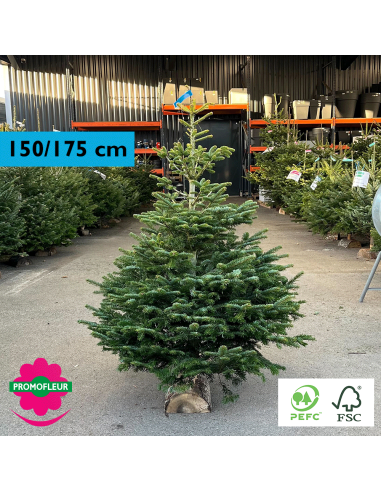 Sapin de Noël coupé Nordmann 150/175 cm (Ruban Bleu) avec buche - Promofleur Champagne-sur-Oise)
