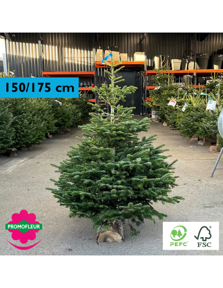 Sapin de Noël coupé Nordmann 150/175 cm (Ruban Bleu) avec buche - Promofleur Champagne-sur-Oise)
