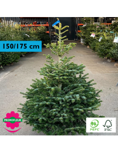 Sapin de Noël coupé Nordmann 80/100 cm (Ruban Jaune) - Promofleur Champagne-sur-Oise)