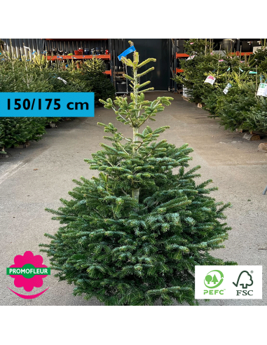 Sapin de Noël coupé Nordmann 150/175 cm (Ruban Bleu) - Promofleur Champagne-sur-Oise)