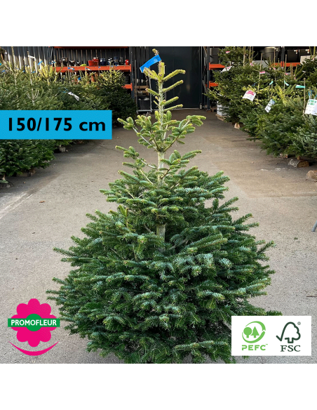 Sapin de Noël coupé Nordmann 150/175 cm (Ruban Bleu) - Promofleur Champagne-sur-Oise)